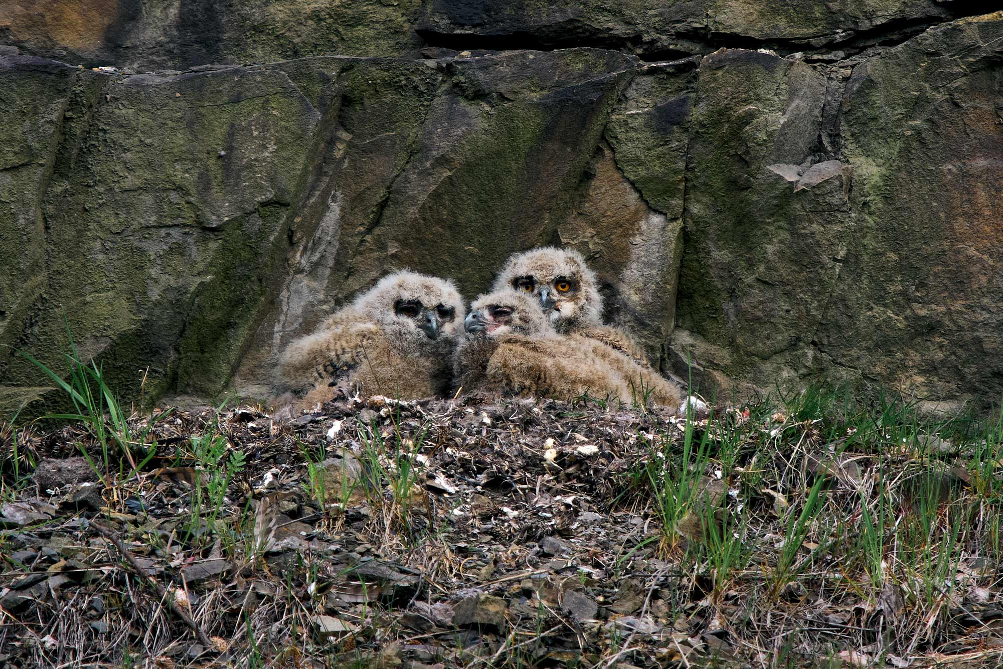 Výr velký (Bubo bubo)